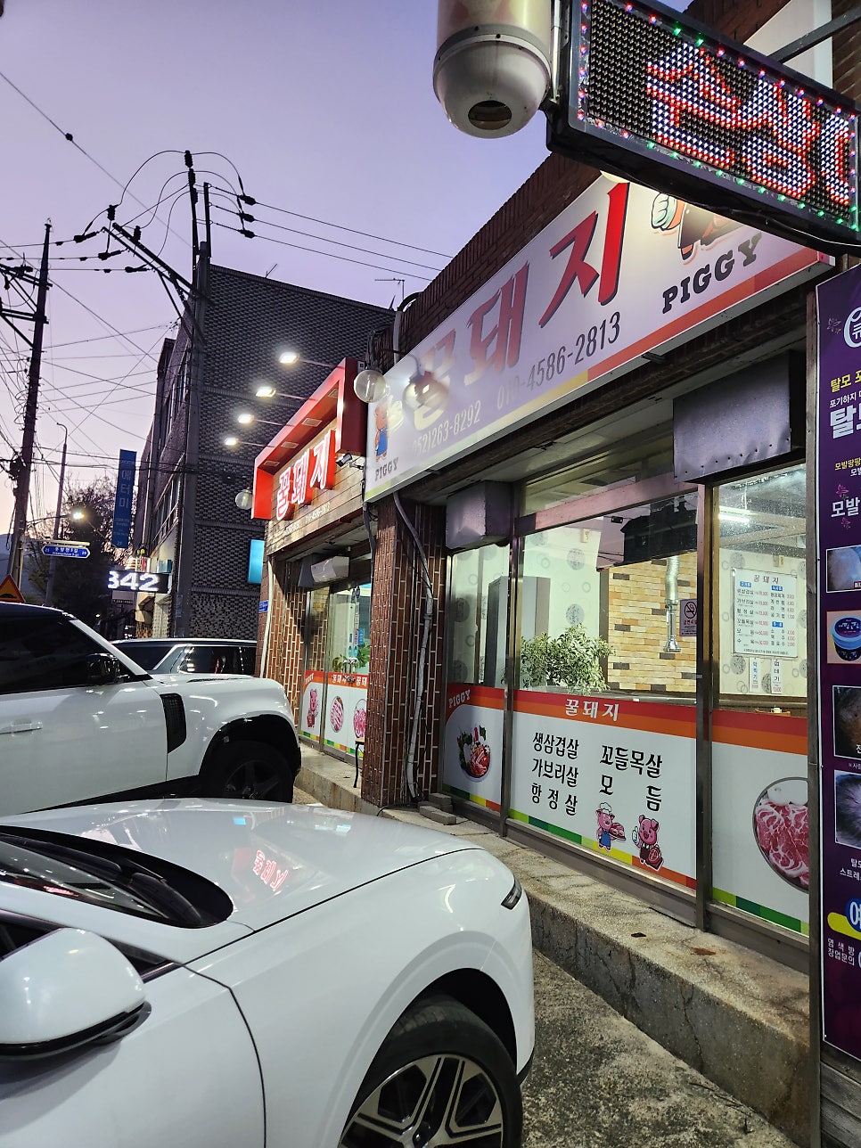 꿀돼지 사진 2