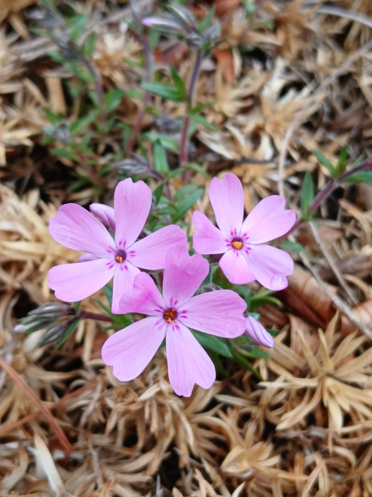  들꽃과 봄나물 이름! 요 정도는 알아두자(Names of Spring Wildflowers and Wild Herbs)