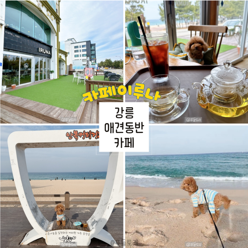 강릉 안목해변 애견동반카페 카페이루나, 강아지와 해변산책까지!