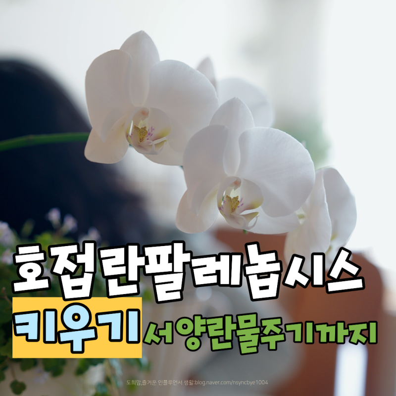 호접란 팔레놉시스속 키우기 서양란 물주기 서양난 꽃 관리 총정리