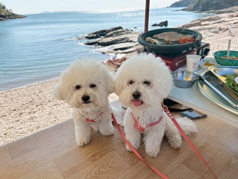 강아지꿈 해석, 안기는 꿈 도망간 꿈 무슨의미?
