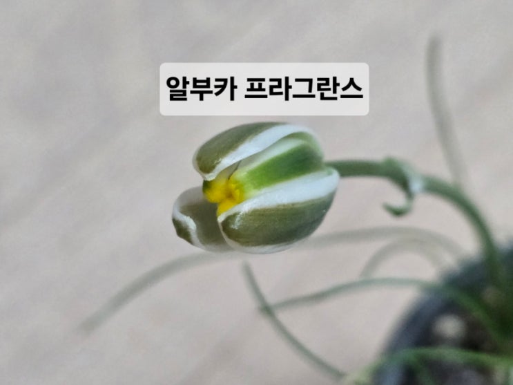  [눈물과 슬픔으로 얻은] 알부카 키우기/ 알부카 프라그란스
