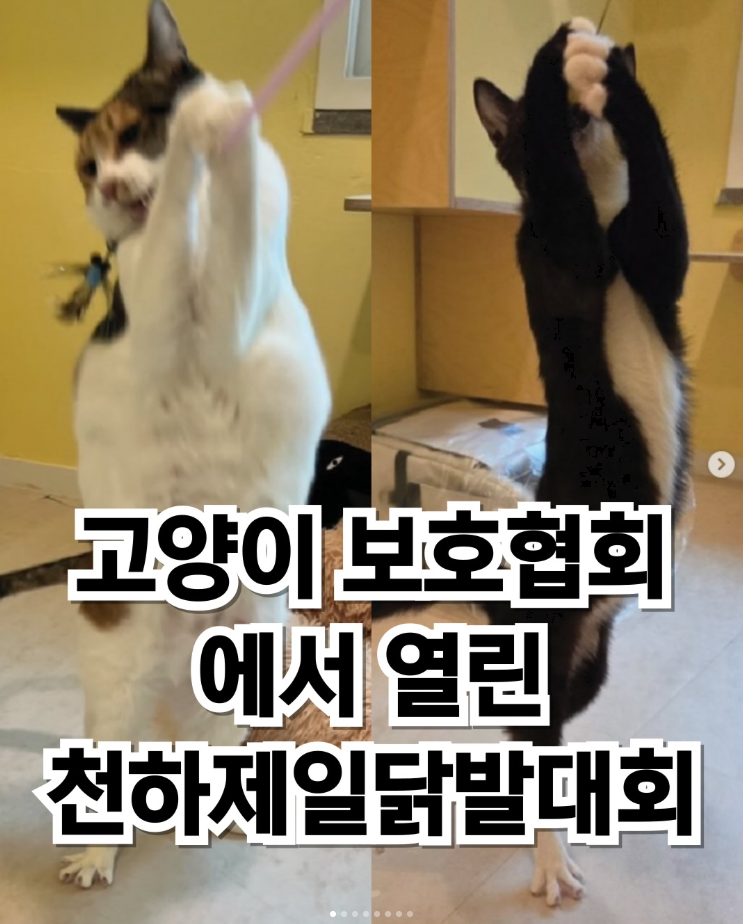  고양이 보호협회에서 열린 천하제일 닭발 대회
