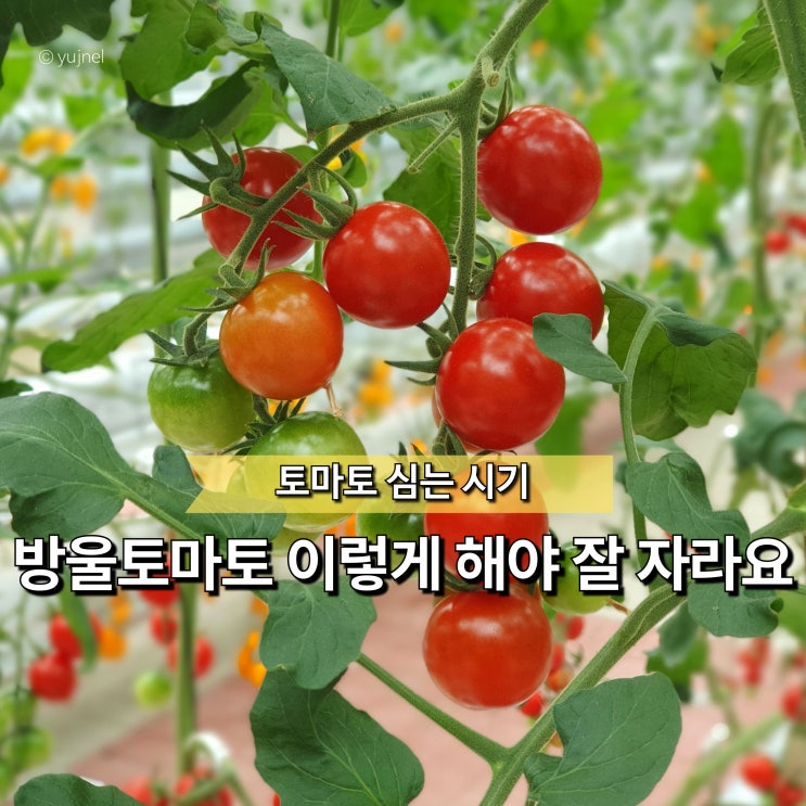  "방울토마토 그냥 심으면 되는 줄 알았죠?" 모종 심는 시기 따로 있습니다
