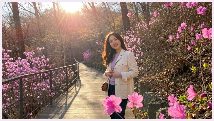  벚꽃과 수선화의 역대급 만남! 곤지암 화담숲 안 가면 올해 봄 후회해요