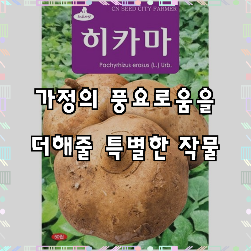청농 멕시코 감자 히카마 씨앗 50립