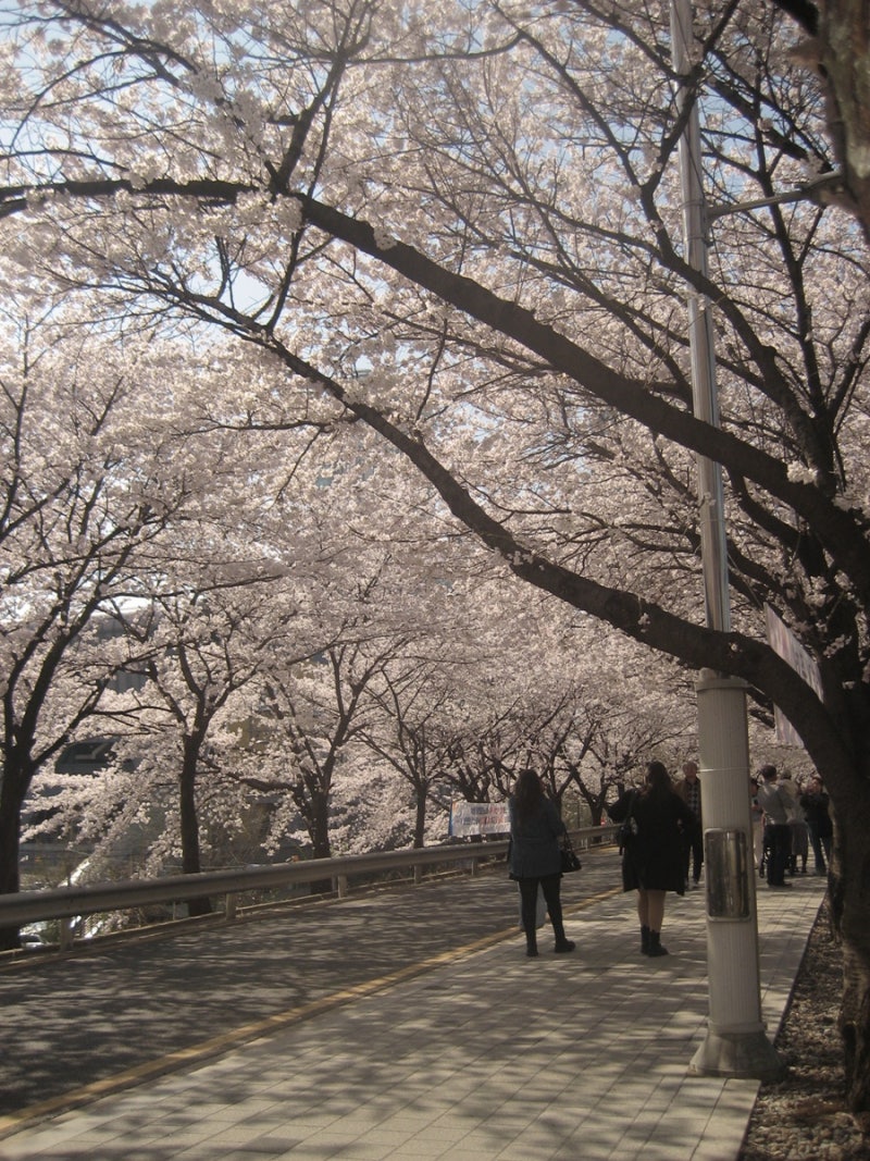 캐논 익서스 65 Canon IXUS 65 작례