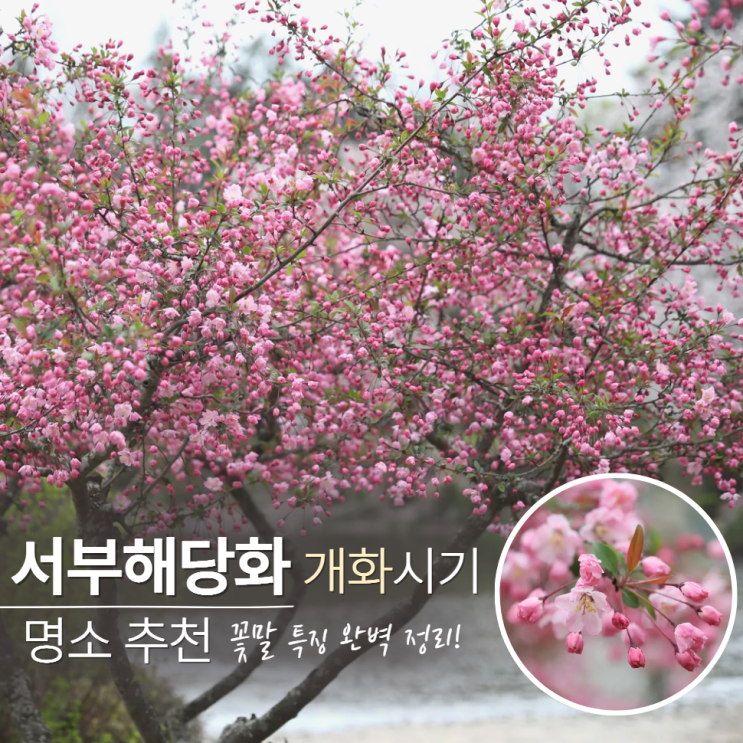  서부해당화 개화시기 꽃말 달성공원 강진