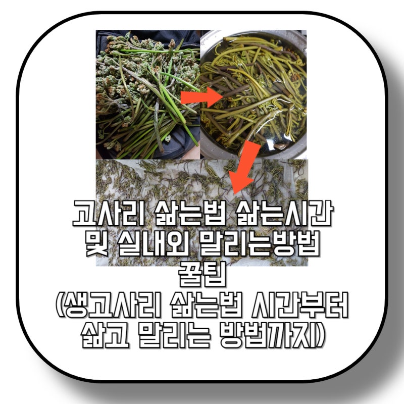고사리 삶는법 삶는시간 및 실내외 말리는방법 꿀팁 (생고사리 삶는법 시간부터 삶고 말리는....