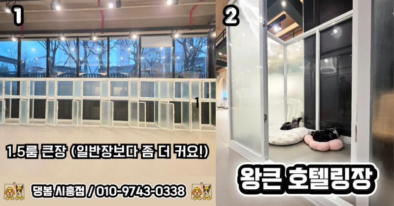 시흥애견호텔 애견유치원 댕봄 시흥점