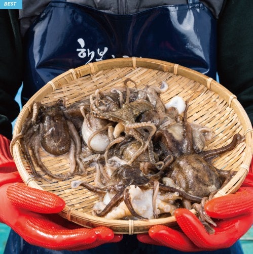 국내산 활 쭈꾸미 후기｜제철 알배기 쭈꾸미 1kg 솔직 먹방 후기
