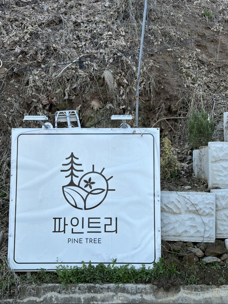파인트리 사진 3