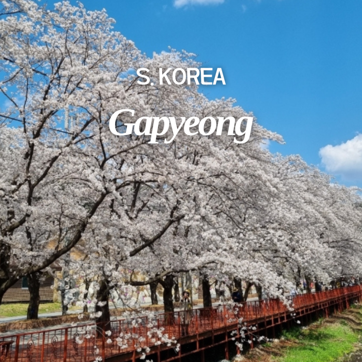  2026 에덴벚꽃길 축제 벚꽃 개화 절정 시기 프로그램 셔틀버스 옷차림