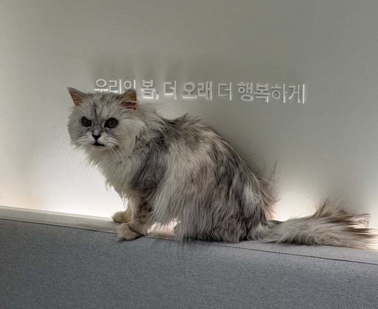 고양이 배 빵빵, 원인과 복수·복강 내 종양 구분 기준 정리