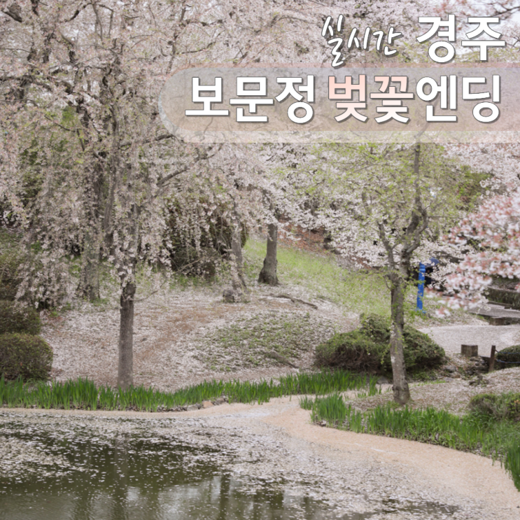  경주 보문정 벚꽃 실시간 현황 주차