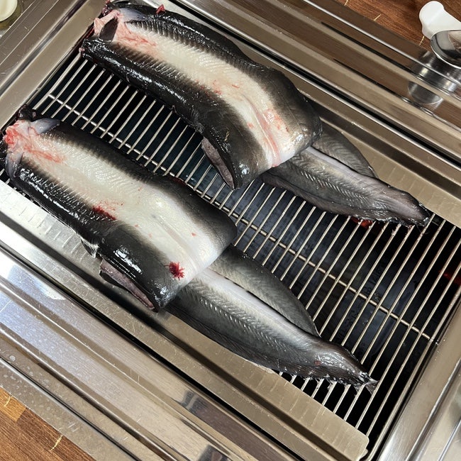 솔토장어 사진 3