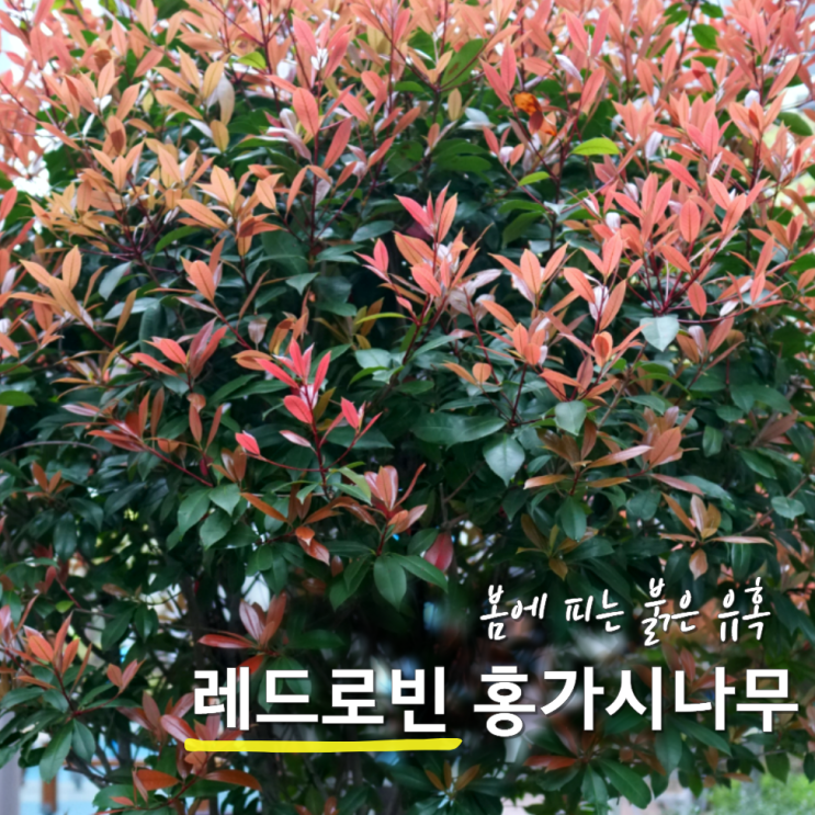  레드로빈 홍가시나무 묘목 키우기 울타리 꽃말