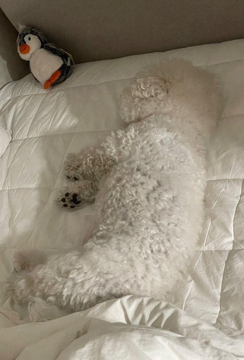 에이스침대추천 : 슈퍼싱글 오팔로 오트밀 1년 후기 (내돈내산)