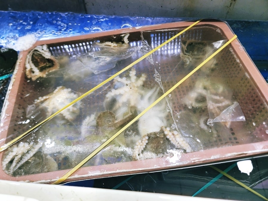 진도섬마을 사진 4