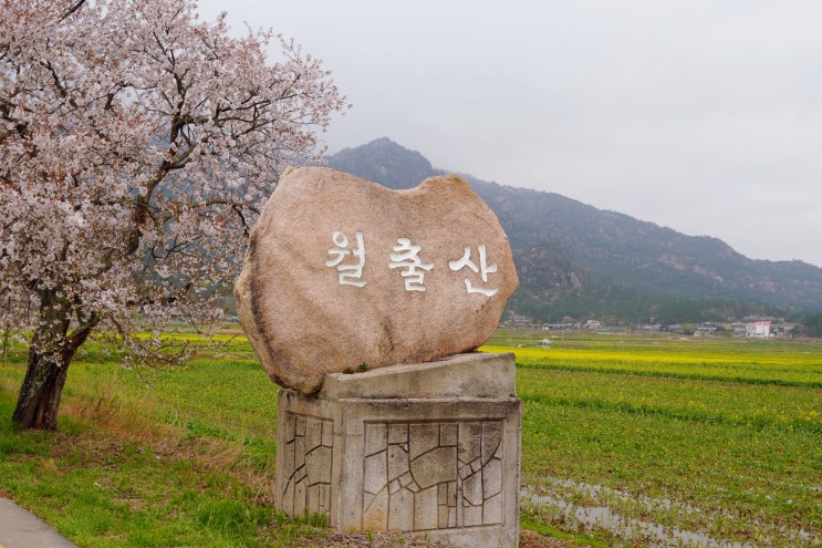  영암 유채꽃 실시간 올해는 아쉬운 영암 가볼만한곳 월출산 국립공원