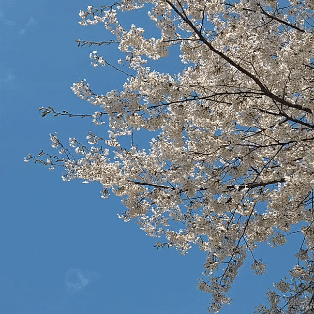  남양주 벚꽃 명소 호만천 산책로 4월 2주 벚꽃 현황