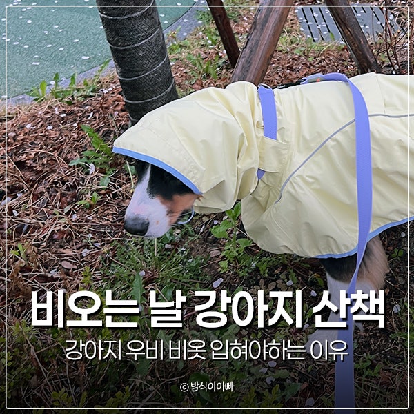 비오는 날 강아지 산책 우비 비옷 귀찮더라도 입혀야하는 이유