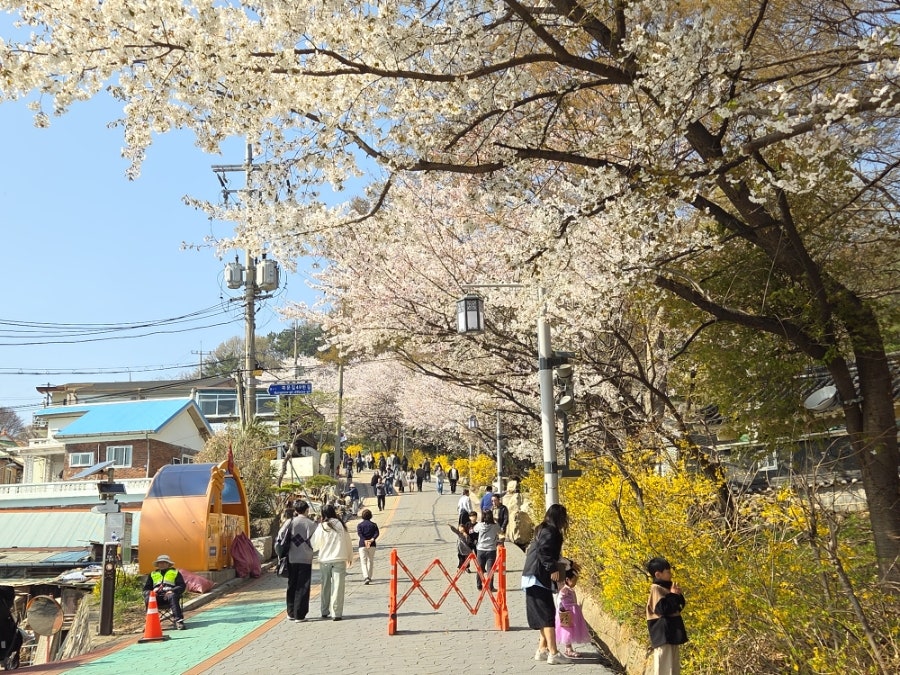 북문벚꽃길 사진 4