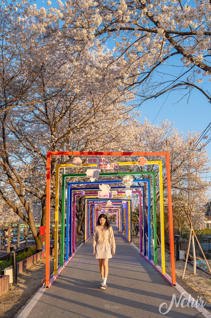 충북 보은 벚꽃축제 명소 보청천 벚꽃길 야경 주차
