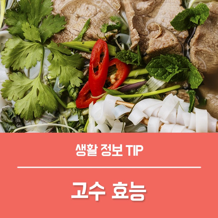 고수 효능 부작용, 고수나물이 주목받는 이유
