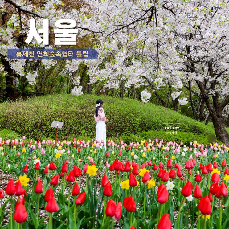  서울 핫플레이스 튤립 명소 연희숲속쉼터 벚꽃 엔딩 주차장 카페