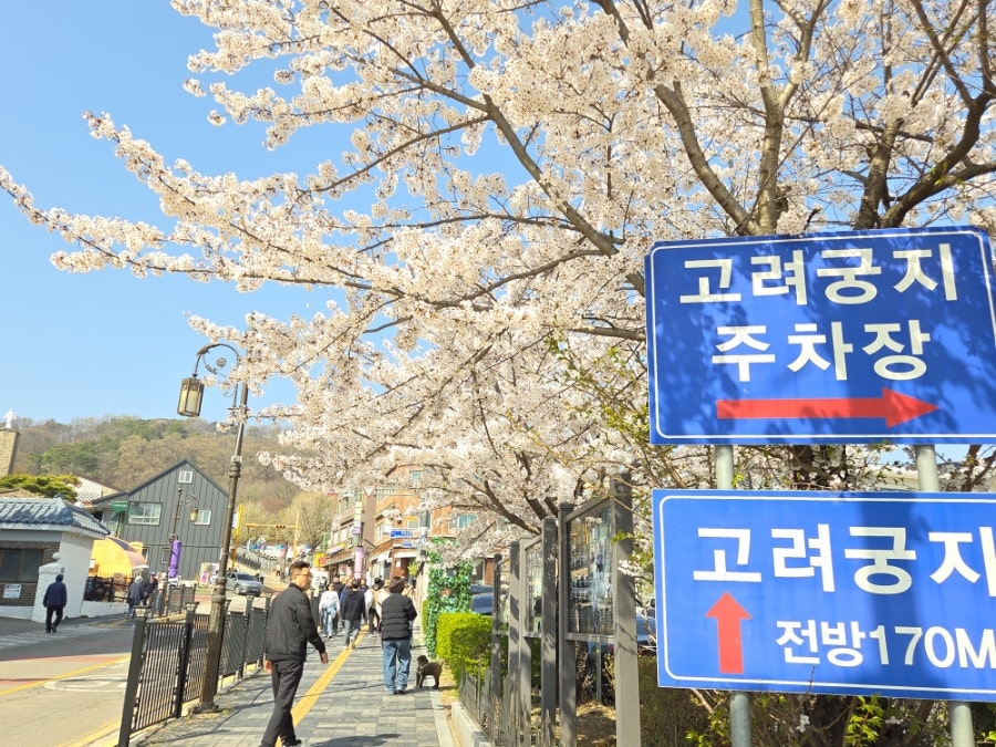 북문벚꽃길