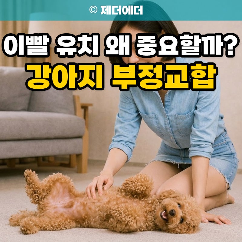 강아지 부정교합 강아지 이빨 유치 왜 중요할까?