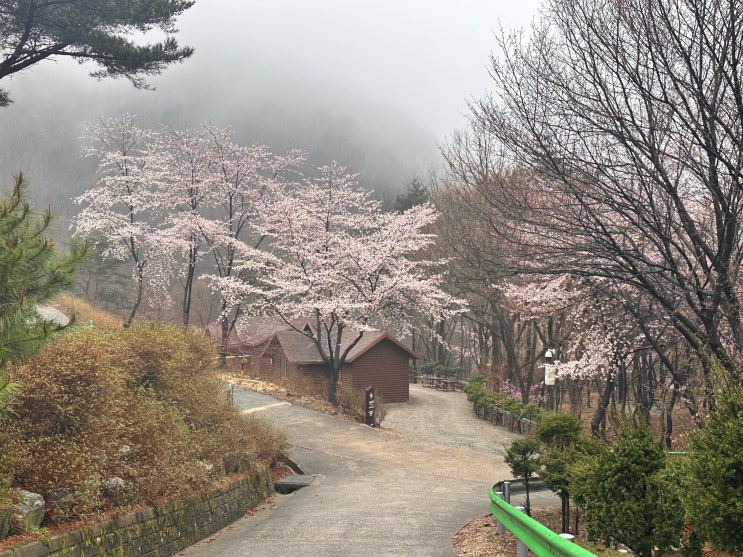  서산 용현자연휴양림 벚꽃 현황 사진 모음zip (26년 4월9일-10일) 벚꽃 뷰 명당 숲속의집