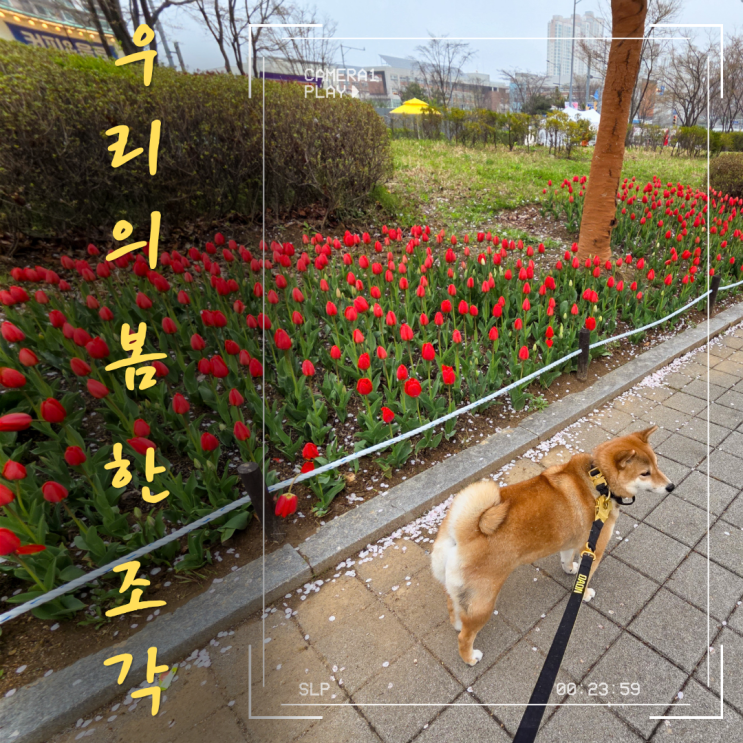  송도 청춘지구 벚꽃 페스티벌 방문 기록: 우리의 봄 한 조각