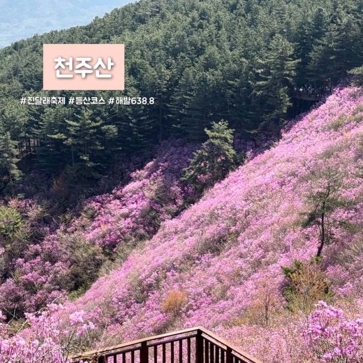  창원 천주산 진달래축제 4월 개화 상태 등산 코스 주차장