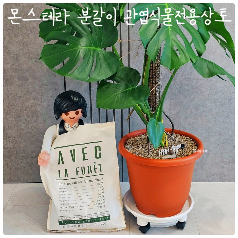 대형화분 몬스테라분갈이 하는 법 아베크라포렛관엽식물전용상토