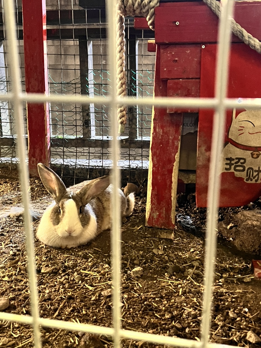 노코노코 사진 5