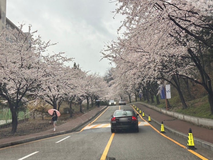  아산 순천향대 벚꽃 실시간ㅣ예산 벚꽃로 드라이브 코스
