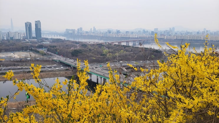  (일상) 응봉산 개나리, 금호산 벚꽃