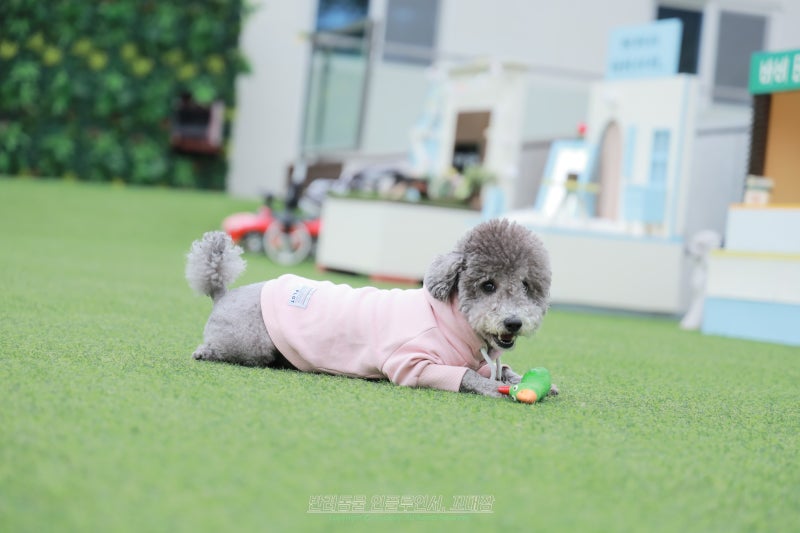 사진 8