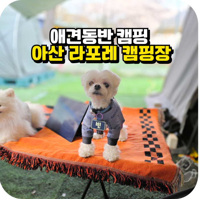 강아지랑 갈만한 곳, 아산 라포레 애견 캠핑장