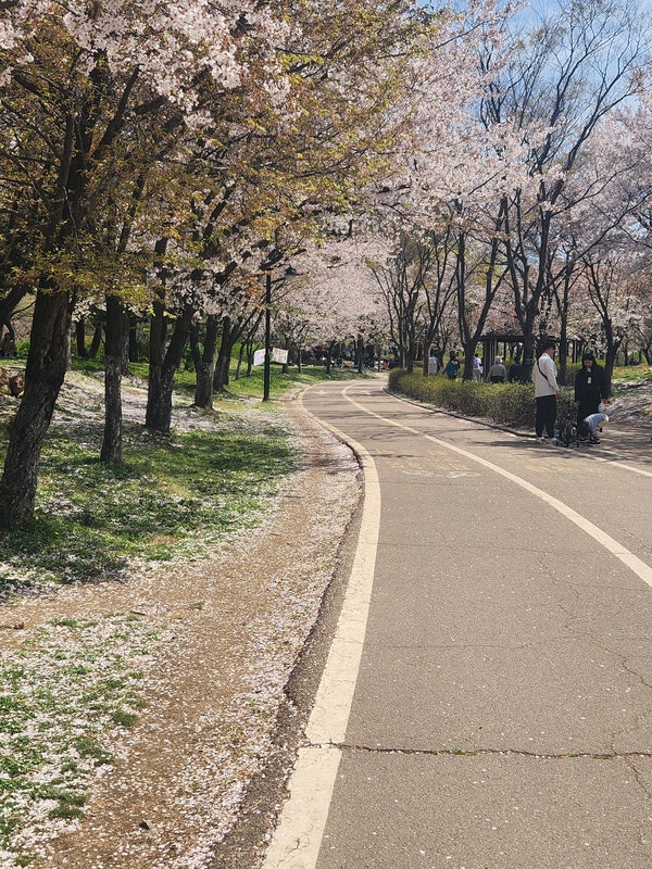 일산 호수공원에서 벚꽃과 라이딩/ 자전거 대여 / CU즉석라면