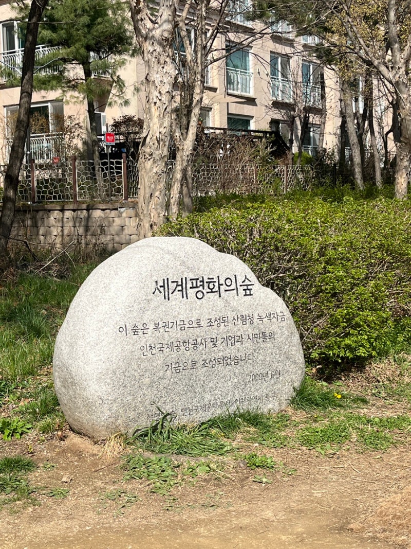 [영종도 벚꽃 명소] 세계평화의숲 실시간 개화 현황 & 주차 꿀팁 (번외 레일바이크)