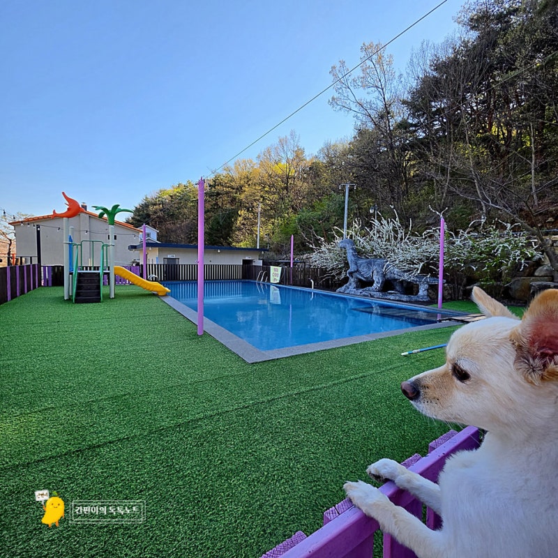 울산 애견동반 펜션 추천 부산 근교 대형견 가능 숙소 메르시풀빌라