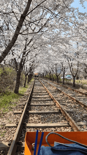 Chuncheon Travel :) Cherry Blossom Viewing at Kim Yu-jeong Abandoned Station and Gyeonggang Rail Bike