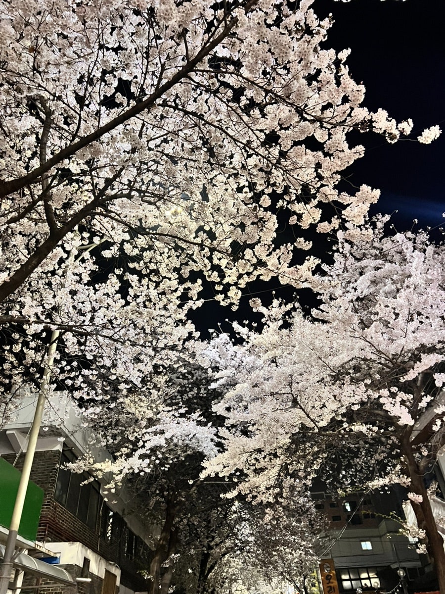 노코노코 사진 2