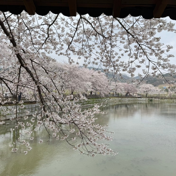  당진 당일치기 여행!!!반려견 동반 노상 낭만 여행/벚꽃 원없이 본다
