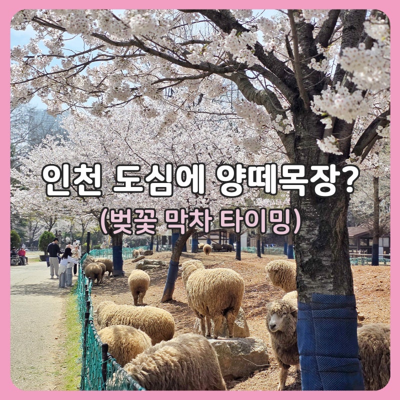인천 늘솔길공원 후기｜양떼목장·주차·피크닉 꿀팁 + 숲놀이터