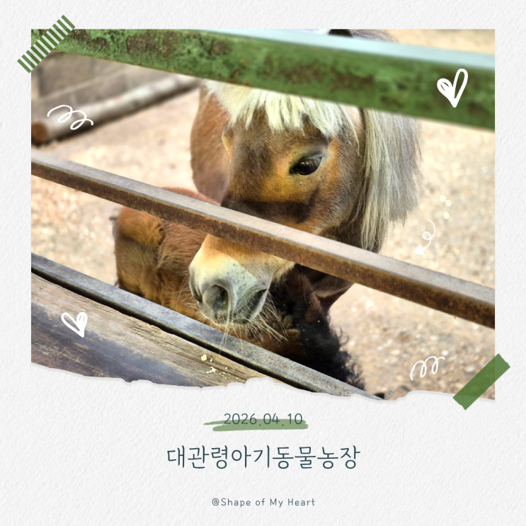 가볼만한 곳 대관령아기<b>동물농장</b>｜모두가 행복한 동물 체험