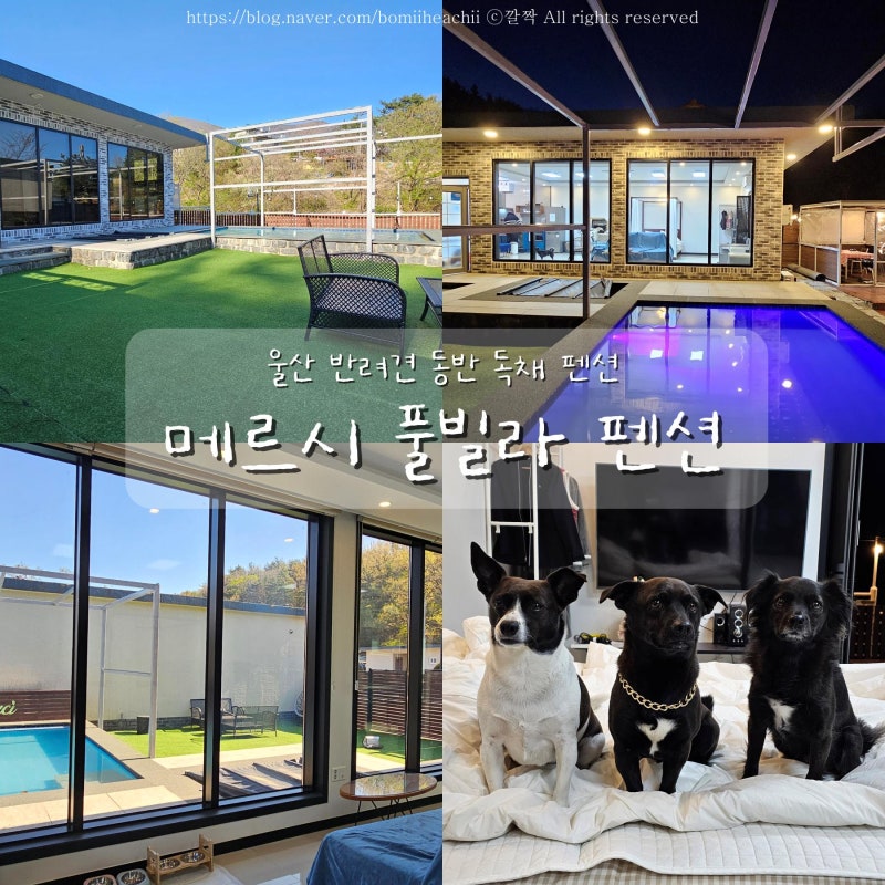 울산 애견동반펜션 메르시풀빌라펜션 대형견 부산근교